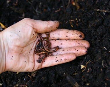 Le vermicomposteur : une boîte à vers pour faire son compost